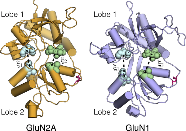 Glutamate and glycine binding to the NMDA receptor