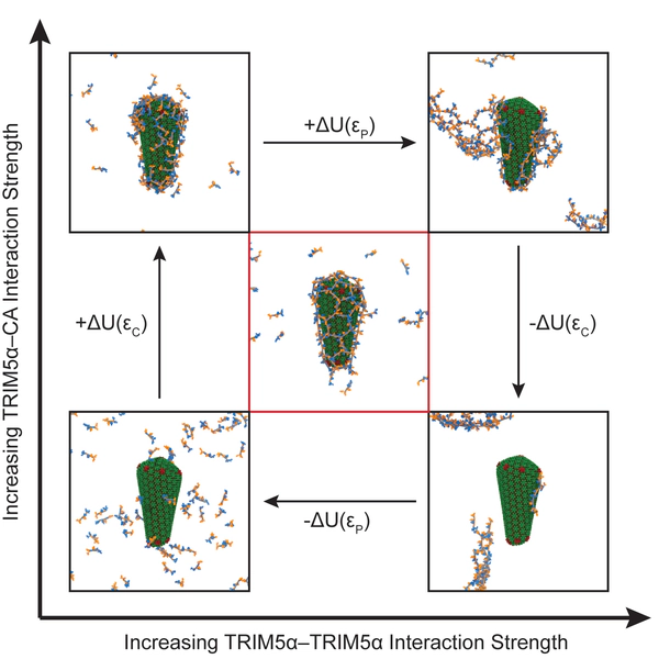 TRIM5α self-assembly and compartmentalization of the HIV-1 viral capsid