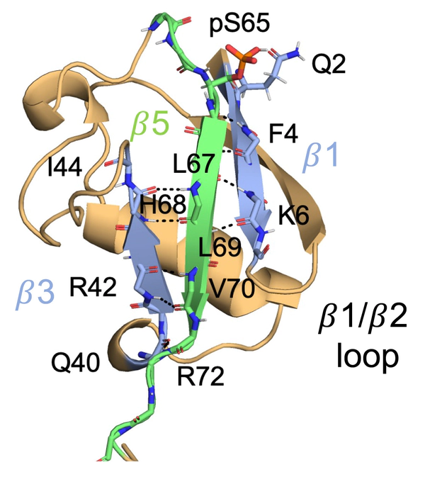 Phosphorylation at Ser65 modulates ubiquitin conformational dynamics