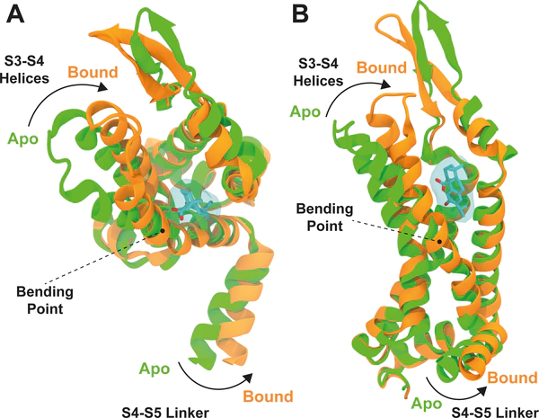 A conifer metabolite corrects episodic ataxia type 1 by voltage sensor mediated ligand activation of Kv1.1