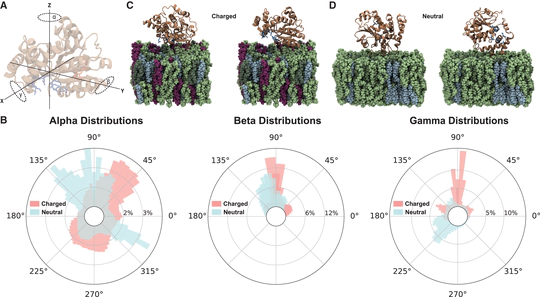 The molecular mechanisms of visual chromophore release from cellular retinaldehyde-binding protein